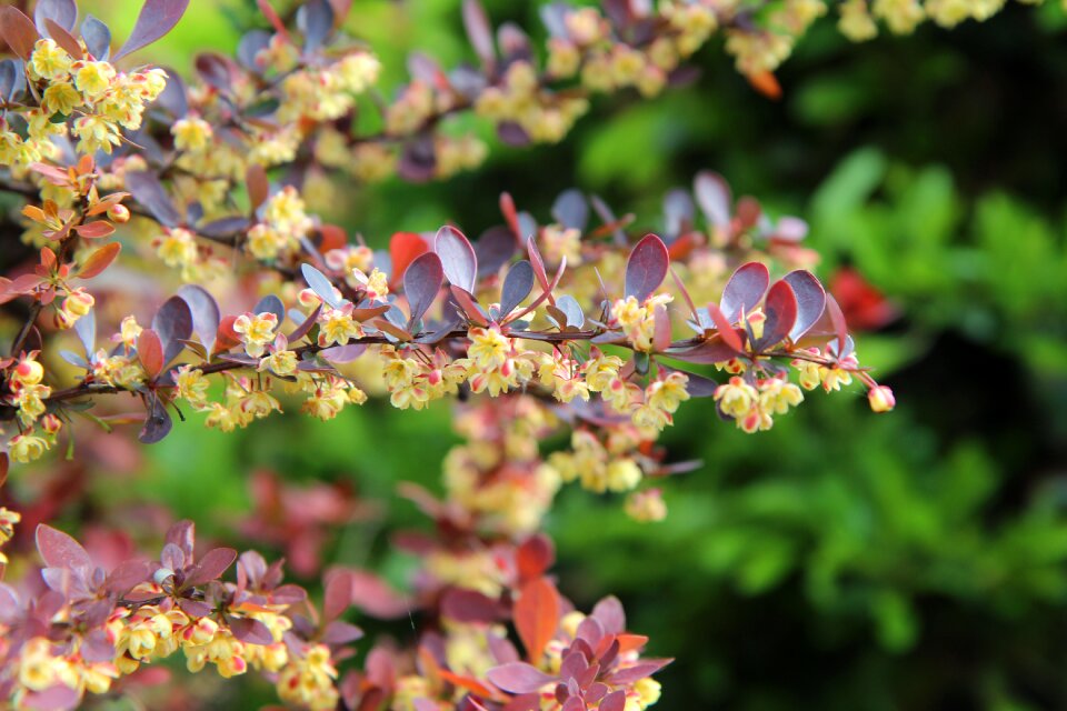 Flowers of barbary yellow flowers shrub