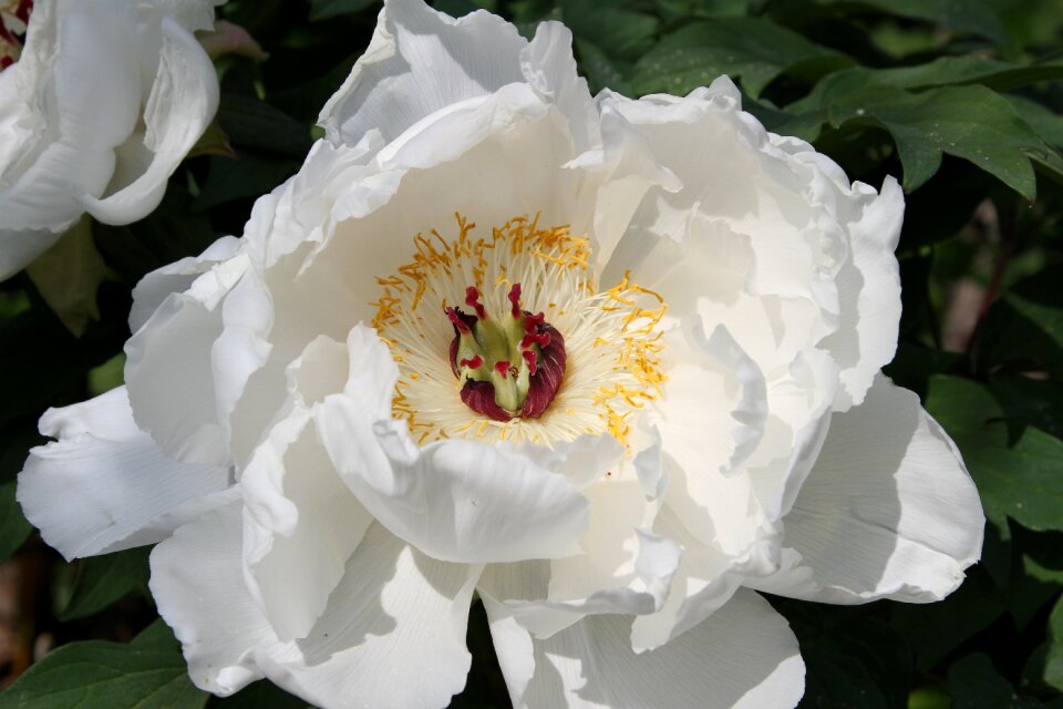 White blossomed beauty