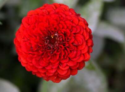 Autumn plant supplies