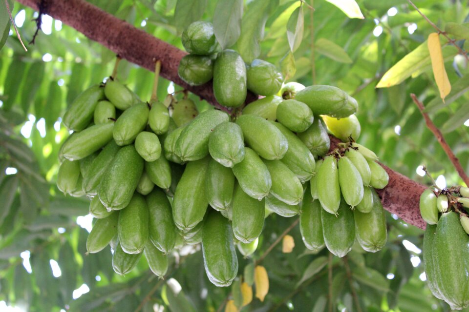 Food nature tree