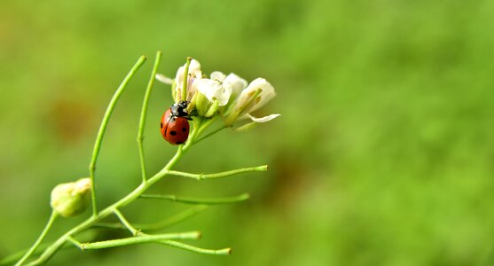 Insect beetle plant photo