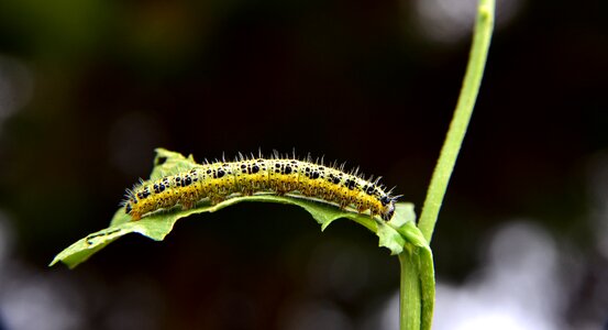 Close up green insect photo