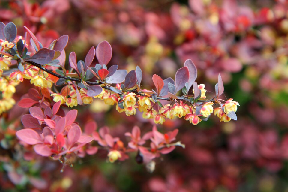 Barbary flowers shrub thorny