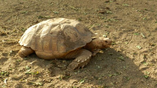 Turtle africa burkina faso photo
