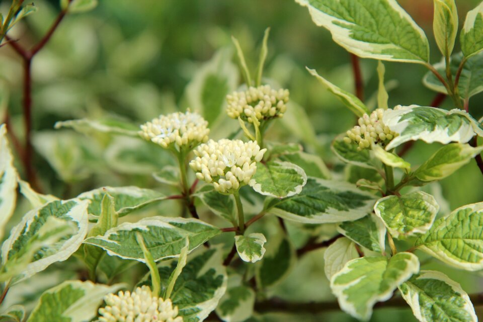 Flowers of dogwood flowering dogwood shrub