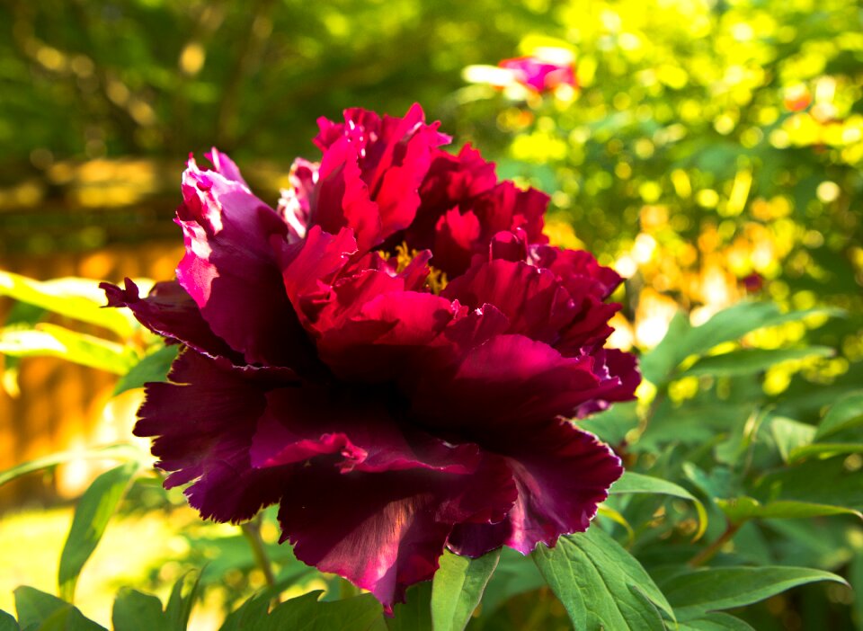 Flower plant summer