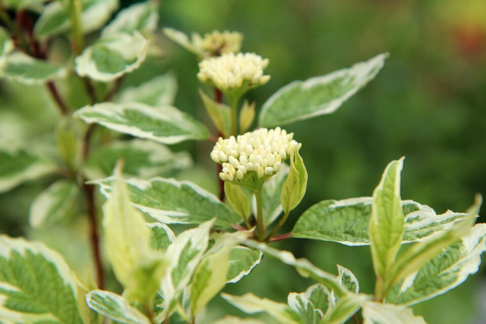 Flowering dogwood shrub leaf variegated