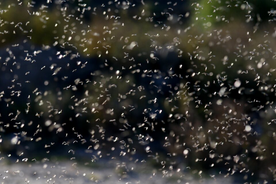 Insects love reproduction