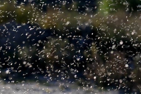 Insects love reproduction