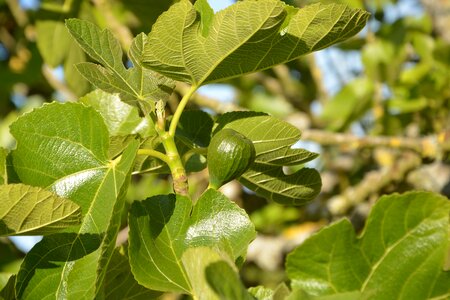 Orchard green leaves fruit