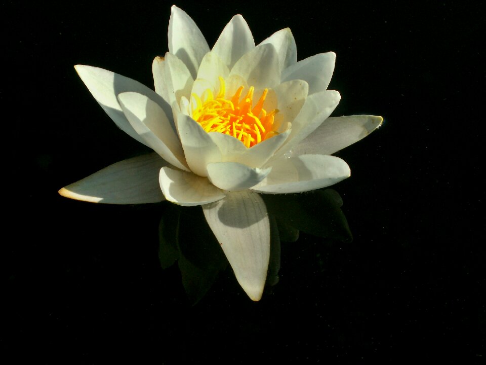 Flower water water plant water flowers