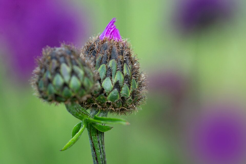 Purple pointed flower wild flower photo
