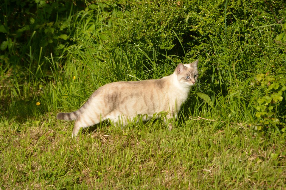 Domestic animal animal pussy