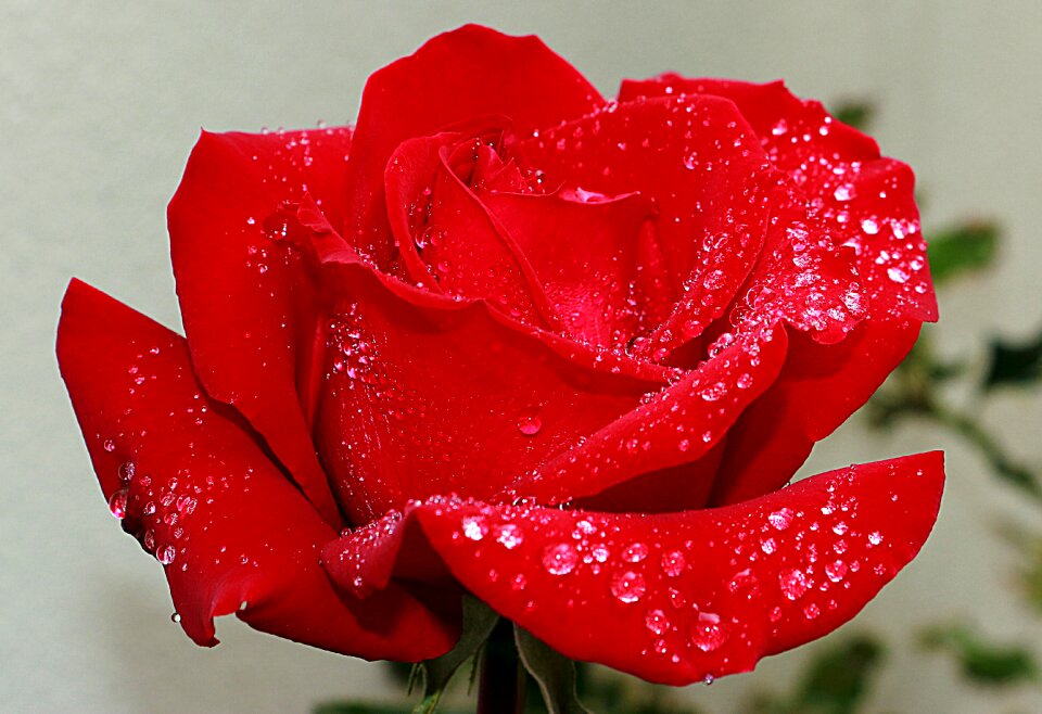 Red roses garden flower