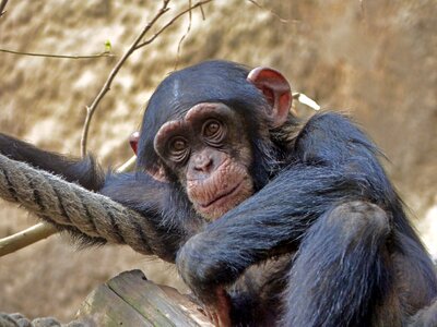 Chimpanzee zoo eyes