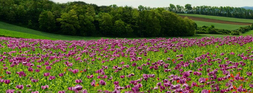 Field of poppies field spring