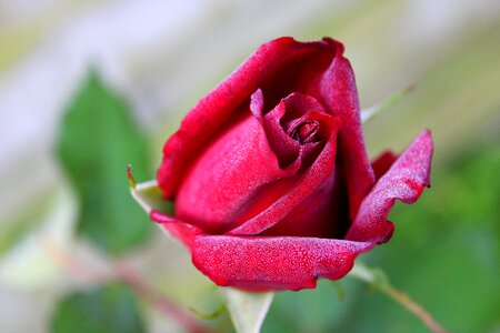 Bloem roze roos
