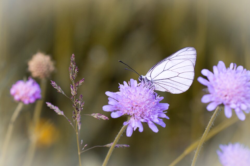 Flower blue flower meadow