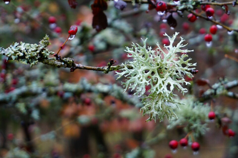 Lichen brush braid cladonia arbuscula