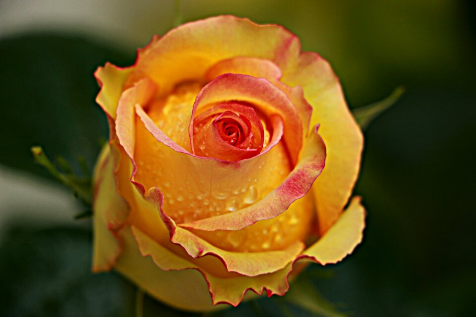 Yellow flower nature flowers