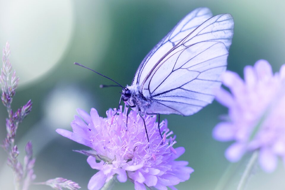 Insect animal flower