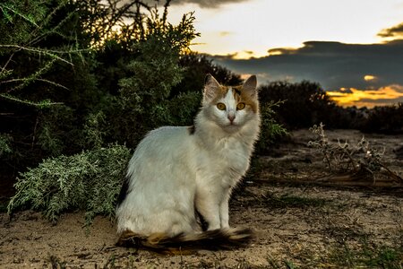 Cute nature looking