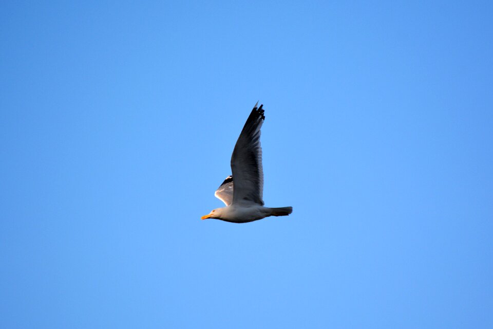 Flying wings high