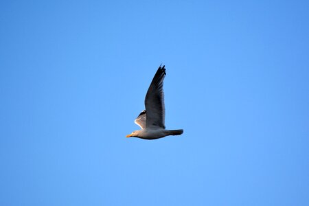 Flying wings high photo