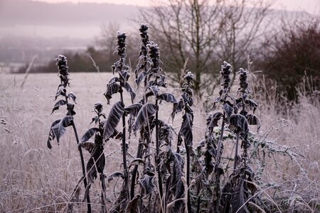 Hoarfrost frozen frost