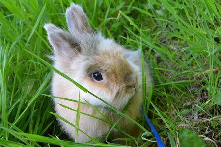 Domestic animal animal rabbit