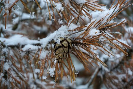 Pine cones snow branch