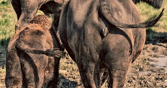 Synchronous young animal mama