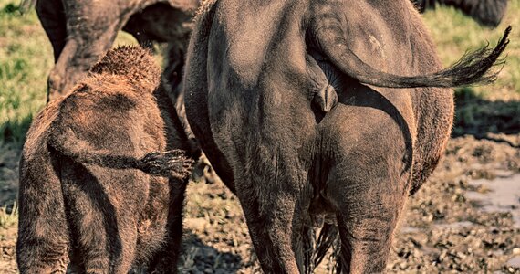 Synchronous young animal mama photo