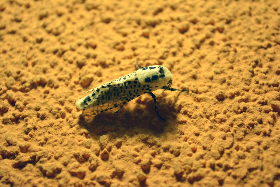 Colorful bug yellow