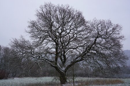 Kahl snow nature