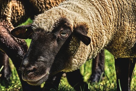 Meadow wool graze