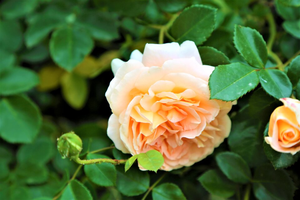 Plant flower nature