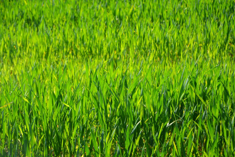 Cultures herbs fields