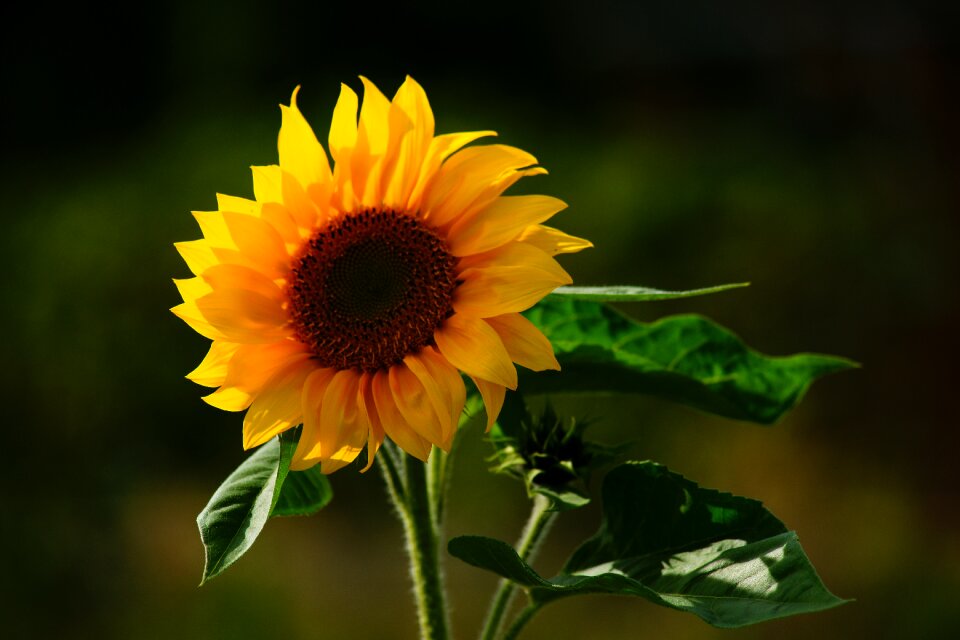 Yellow bright late summer