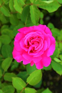 Flower pink nature