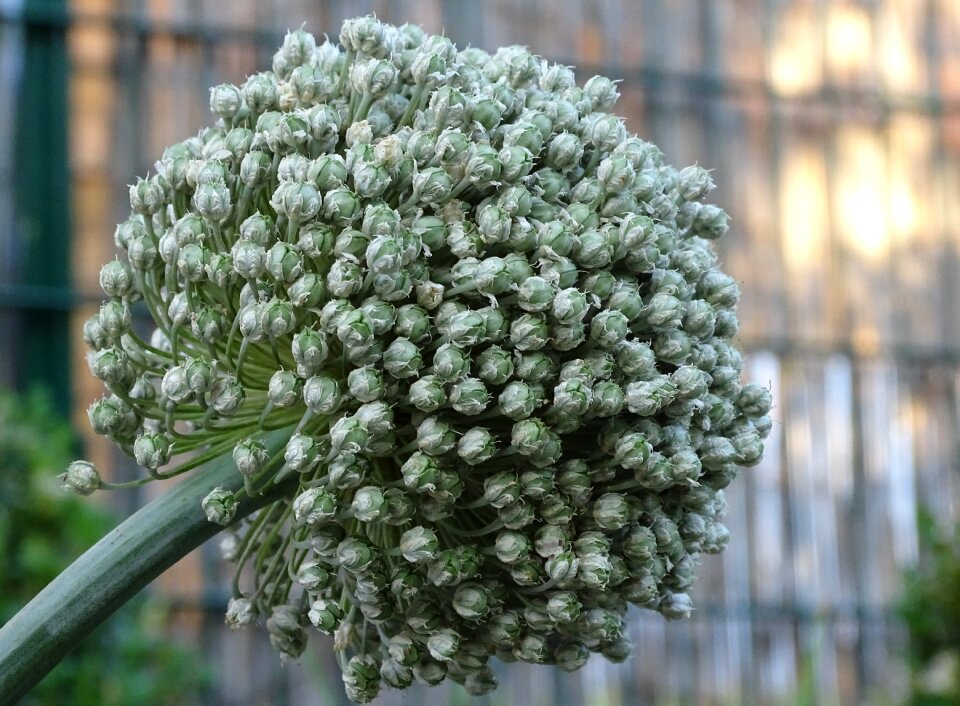 Vegetables alium leek seeds