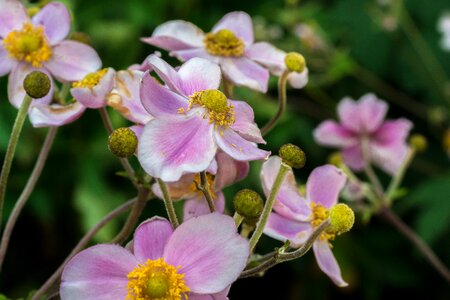 Plant summer anemones