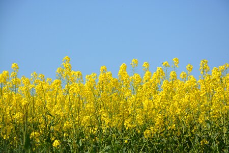 Yellow flowers field agriculture photo