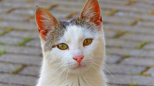 Cute nature eye