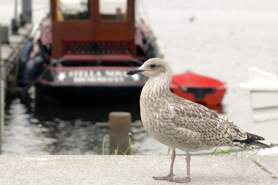 Nature water bird seevogel