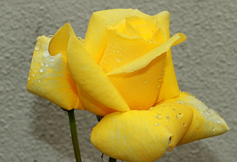 Yellow yellow roses pink flower