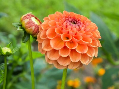 Petals garden dahlia