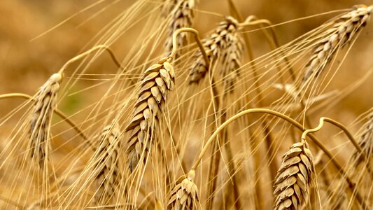 Natural nature brown wheat