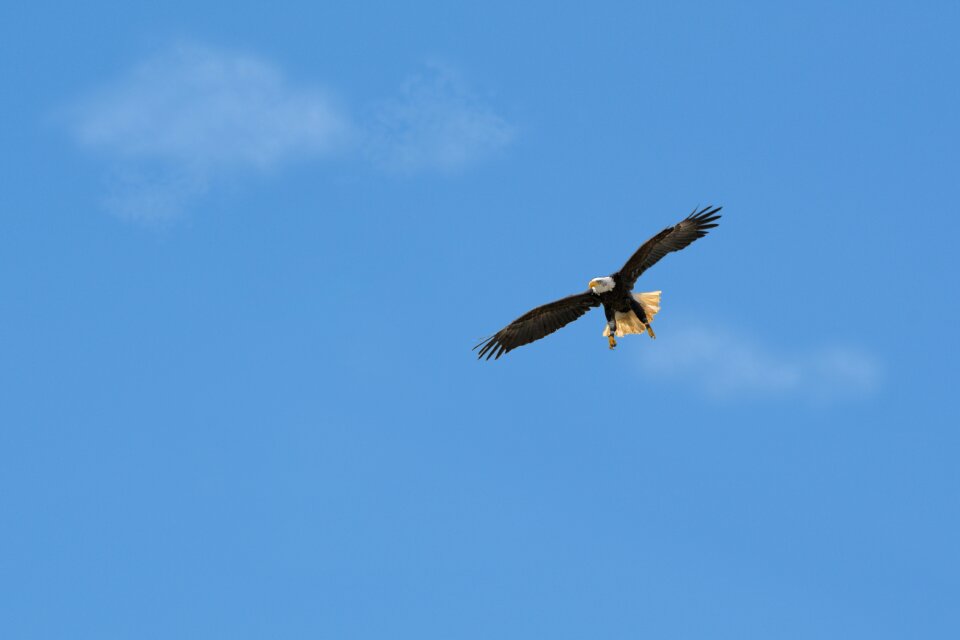 Nature bird of prey bald eagles