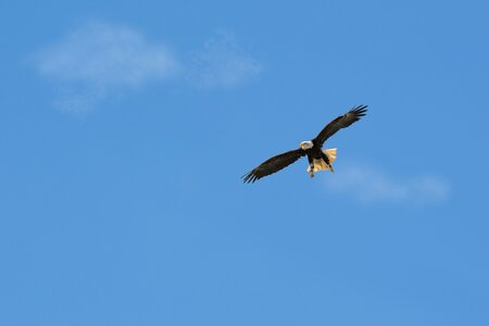 Nature bird of prey bald eagles photo